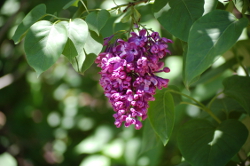 Lilac Cluster
